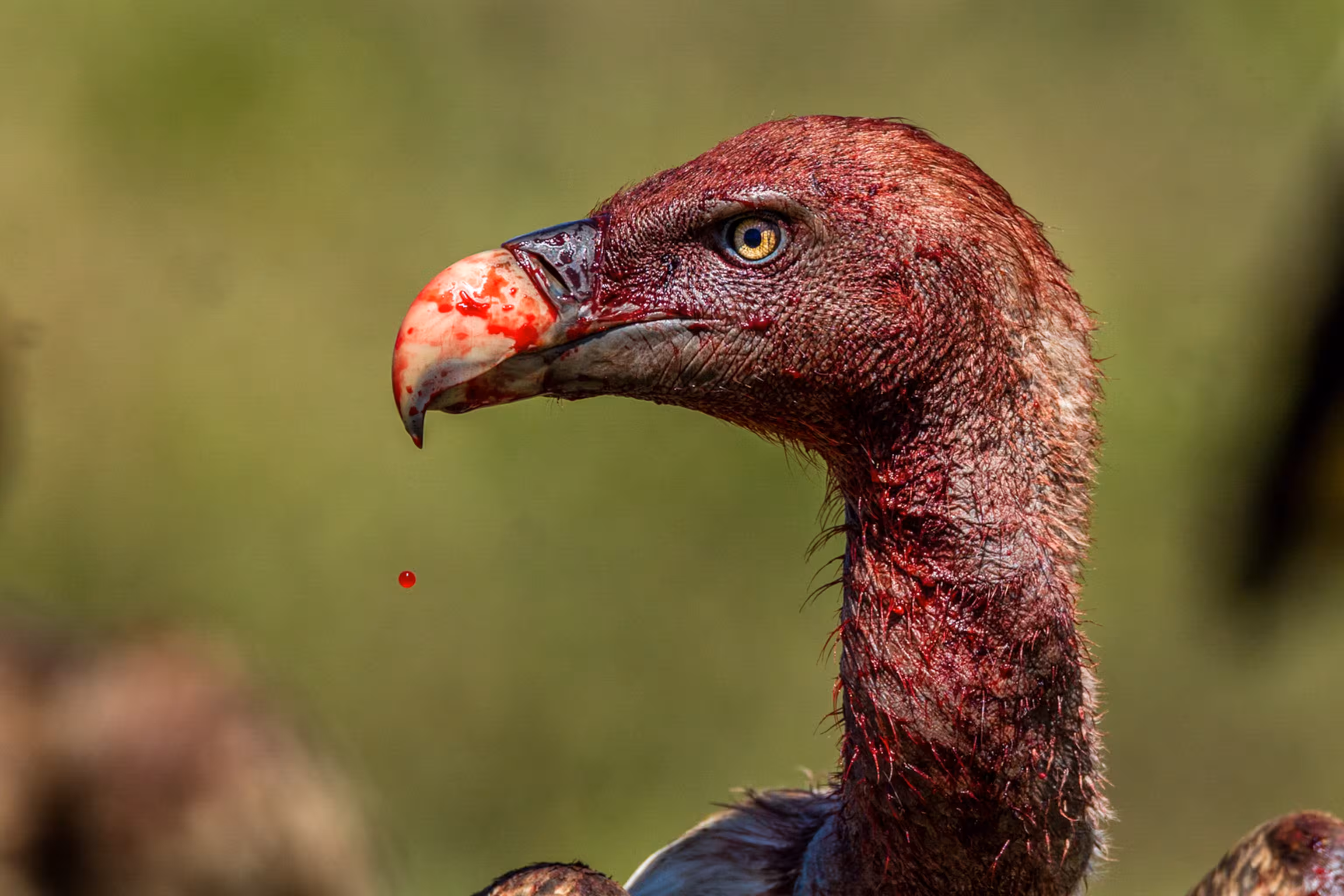 Vulture